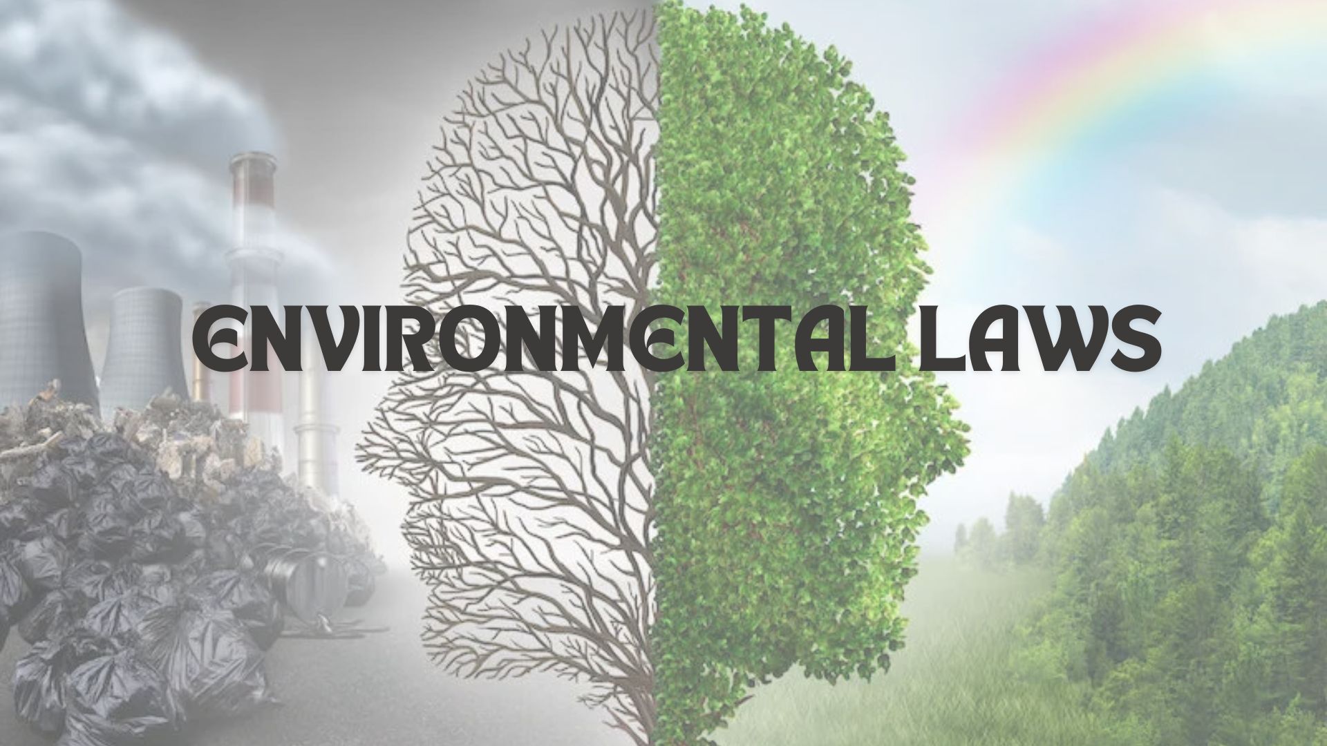 What Do You Need To Know About Environmental Laws?